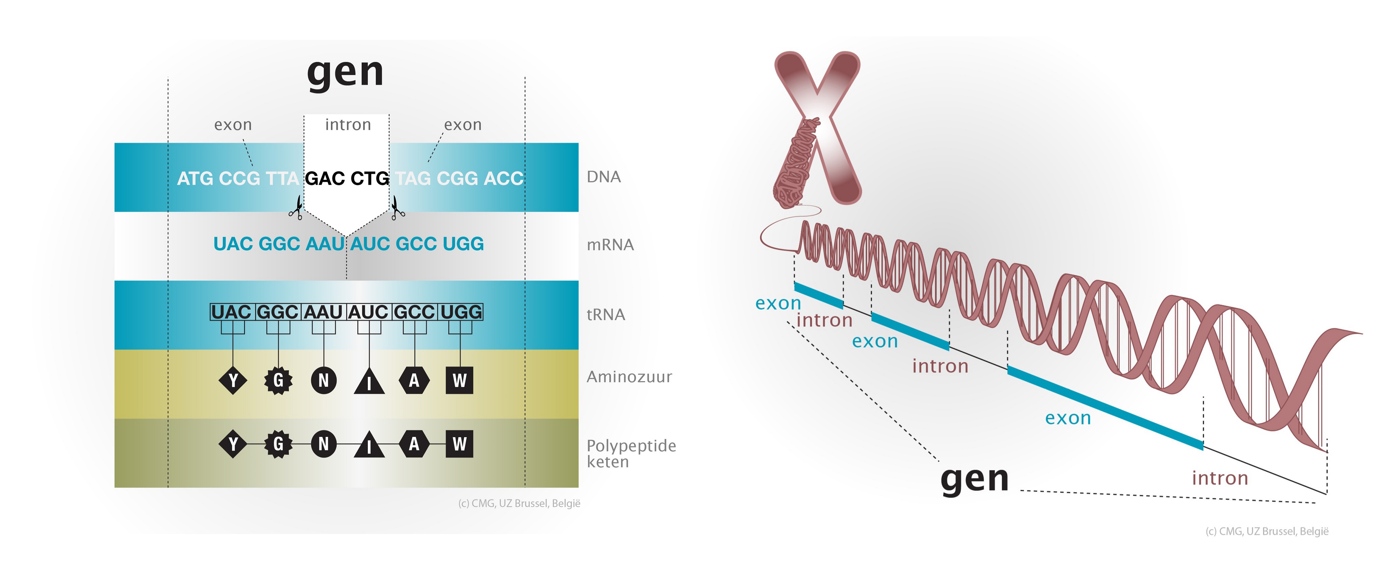 bijnaam Rusteloos onderpand Wat zijn genen? - Centrum voor Medische Genetica - UZ Brussel